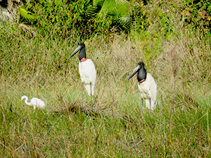 Jabiru Stork - Birding in Belize - 1