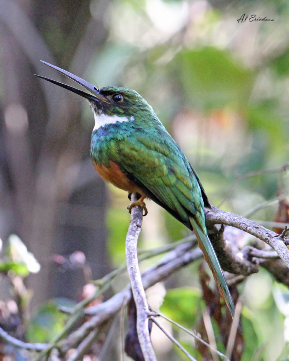 Rufous-tailed Jacamar