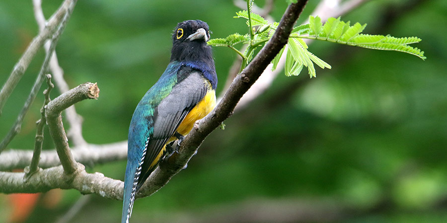 Gartered Trogon - Barry Samuels