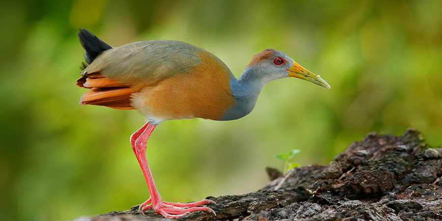 Grey Neck Wood Rail