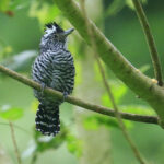 Barred Antshrike_Belize_BobGress_111217_2971C