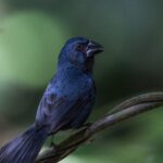 Blue-Black Grosbeak - Évêque Bleu-Noir