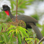 Crested Guan_La Milpa, Belize_BobGress_110817_8181C