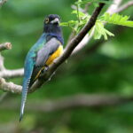 Gartered Trogon - Barry Samuels