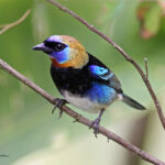 Golden hooded Tanager