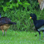 Great Curassow_La Milpa, Belize_BobGress_110817_6436C