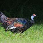 Ocellated Turkey_Belize_BobGress_110917_9121C