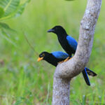 Yucatan Jay_Crooked Tree,Belize_BobGress_110617_5368C